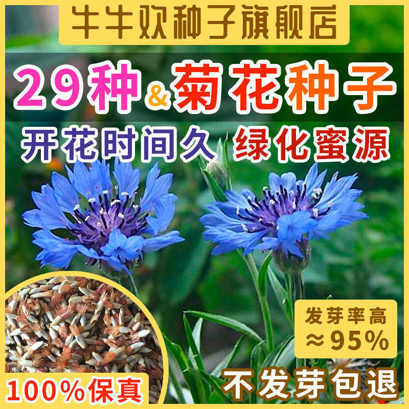 稀有矢车菊花种子金鸡七月波斯硫华黄秋英毛叶光南非万寿蛇目雪盏