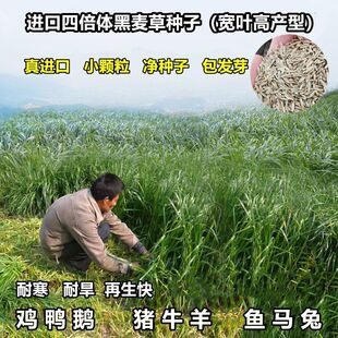 进口耐寒宽叶牧草种子多年生黑麦草种子猪牛羊鸡鸭鹅鱼四季草种籽