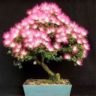 合欢花树苗绒花树种子四季庭院苗木盆景合欢树种籽易种花卉