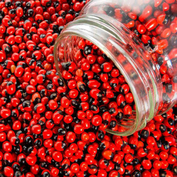 台湾相思豆种子 新种子鸡母珠种子 孔雀豆种子 海红豆种子美人豆