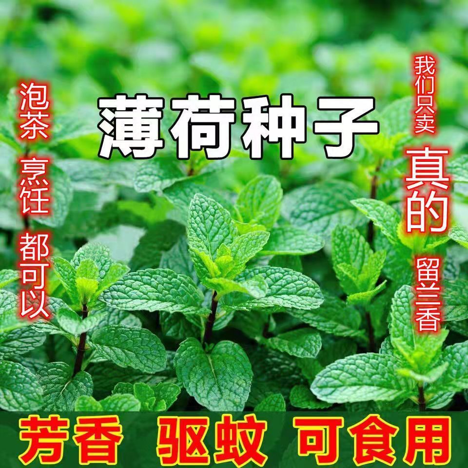 【食用薄荷】食用薄荷种子四季种植易活蔬菜种子香水柠檬薄荷种子图片