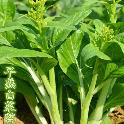 早熟白菜苔种子高产广东菜心种籽秋季菜苔阳台盆栽四季蔬菜孑蔬莱