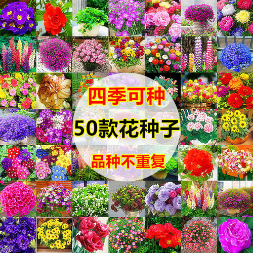 50款不重复四季易种花种子花开不断净化空气花盆栽花卉植物花草籽