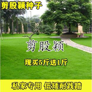 匍匐型剪股颖种子 草坪草种子 高尔夫球场别墅庭院绿化草籽种籽