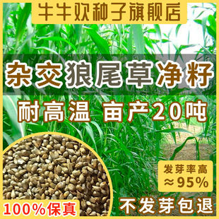 杂交狼尾草净籽南北方种子耐炎热高温产生长快夏天牧草鹅猪牛饲料
