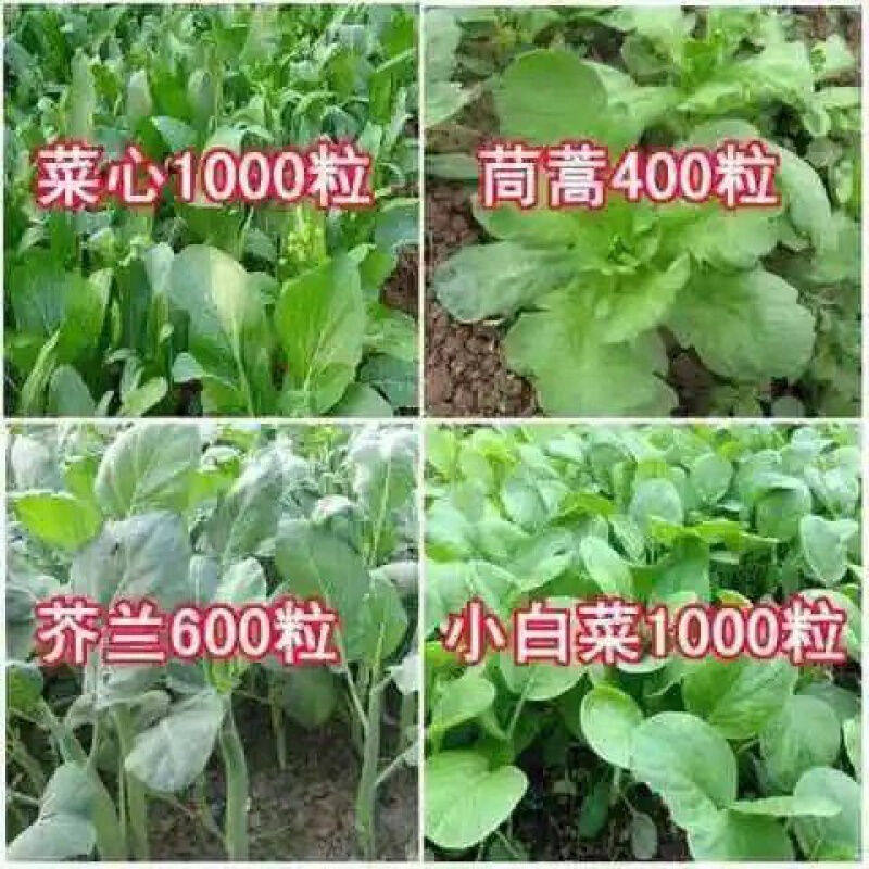【菜心茼蒿芥兰小白菜】四季播蔬菜种子阳台 庭院四季播种子 易种