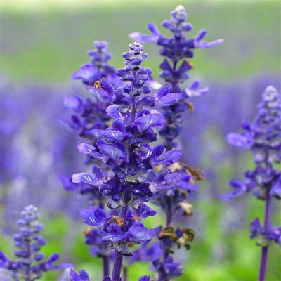 蓝花鼠尾草种子 粉红花鼠尾草色块景观花海庭院草花一年生