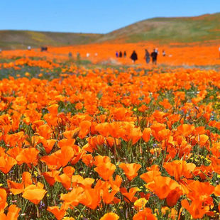 虞美人花种子四季开花室外室内好养易养活大全草莓满天星太阳花籽