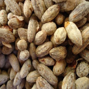 林木种子沙枣种子绿化工程北方抗旱固沙植物量大从优易种活