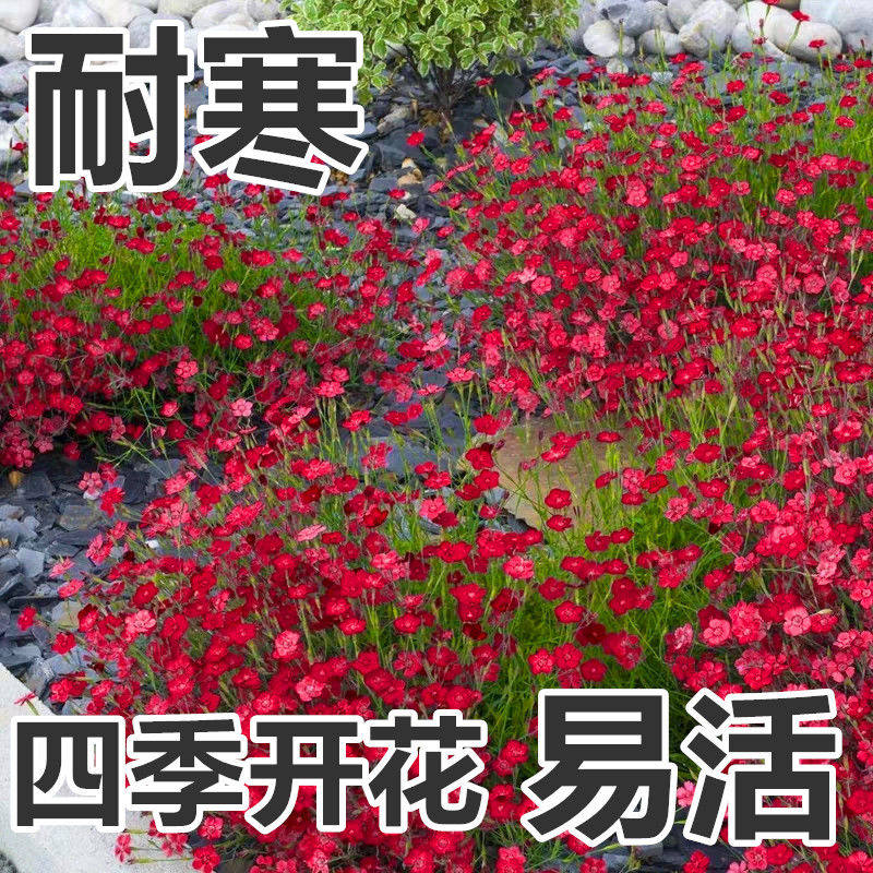 适合秋天冬季种的花欧石竹花种籽家庭园艺种子