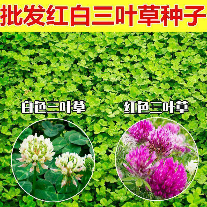 新采进口草籽白三叶草 红三叶草种子 四季青 草坪种子 牧草种子
