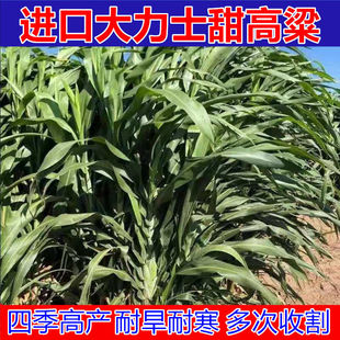 进口大力士甜高粱草籽畜牧草种子一年四季多年生养殖猪牛羊鱼兔子