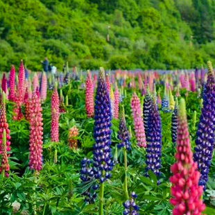 室外花种子鲁冰花多年生喜阴种籽庭院四季开花路边种绿化花草植物