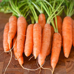 水果萝卜种子白萝卜沙窝秋播种维纺菜种籽高糖脆水红心青罗卜