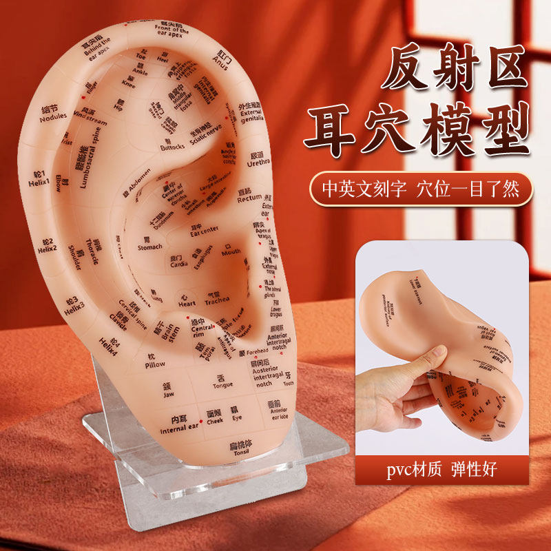 耳模型耳部反射区多穴位清晰刻字中医耳针经络中英文教学耳穴贴