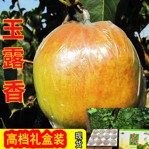 现摘现发酥梨玉露香大果精品