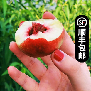 山西临猗枣味离核珍珠小油桃新鲜应季水果孕妇纯甜早油桃蟠桃顺丰