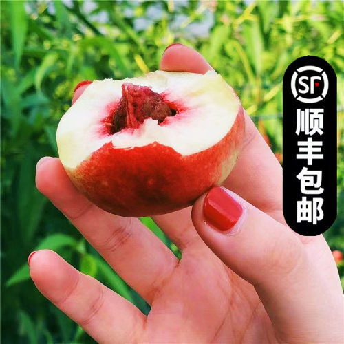 临猗枣油桃5斤纯甜小油桃顺丰