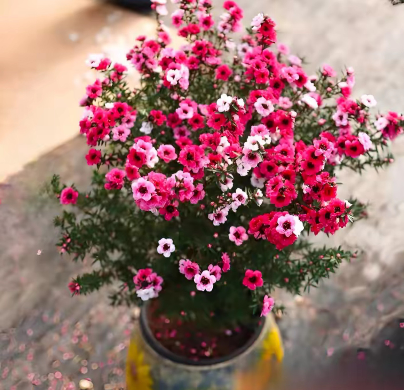 【带花苞】松红梅三色梅澳洲雪花梅室内花卉盆栽一树多色阳台图片