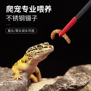 镊子爬宠乌龟守宫角蛙龙鱼喂食宠物仓鼠喂食夹子加长不锈钢喂食器