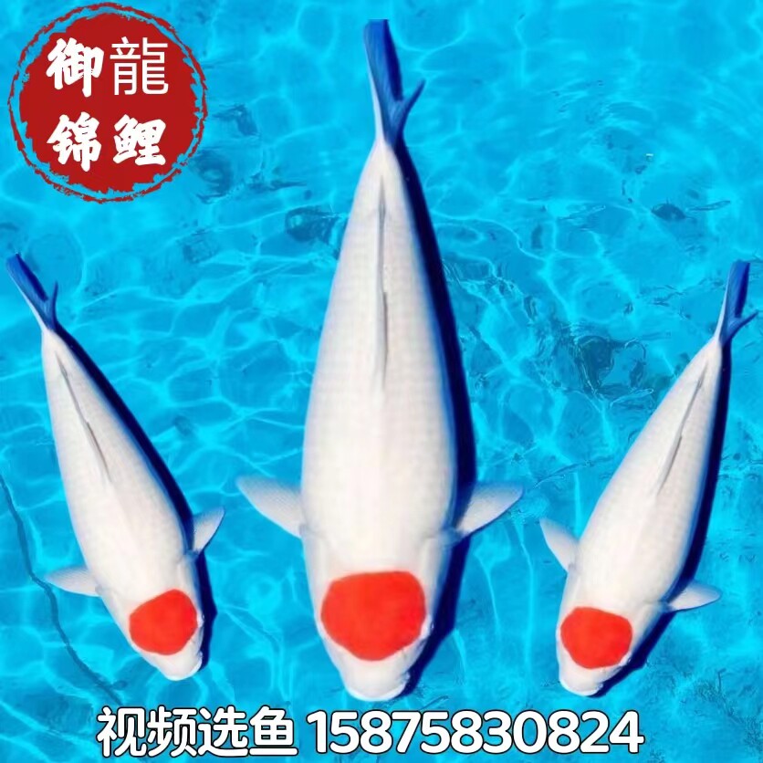 日本进口纯种丹顶锦鲤红白大正昭和三色锦鲤大型观赏鱼好养活体