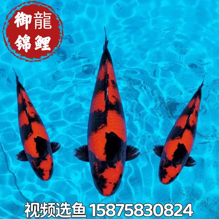 纯种日本进口绯写锦鲤红白丹顶昭和大正三色大型锦鲤观赏鱼活体