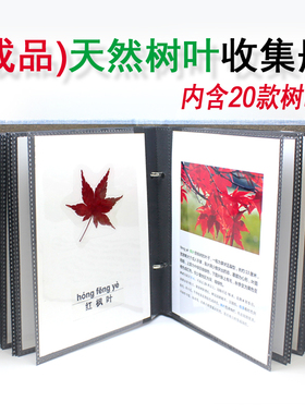 成品树叶标本册收集册天然植物收藏展示儿童识别树叶幼儿园作业