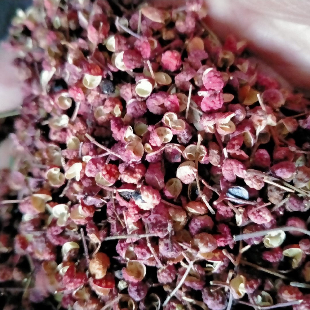 甘肃花椒农家自产干红花椒黄土塬老品种花椒粒麻椒250克非大红袍