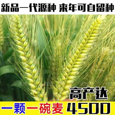 百农607超高产小麦种子矮杆早熟大穗小麦批发大全原装散装