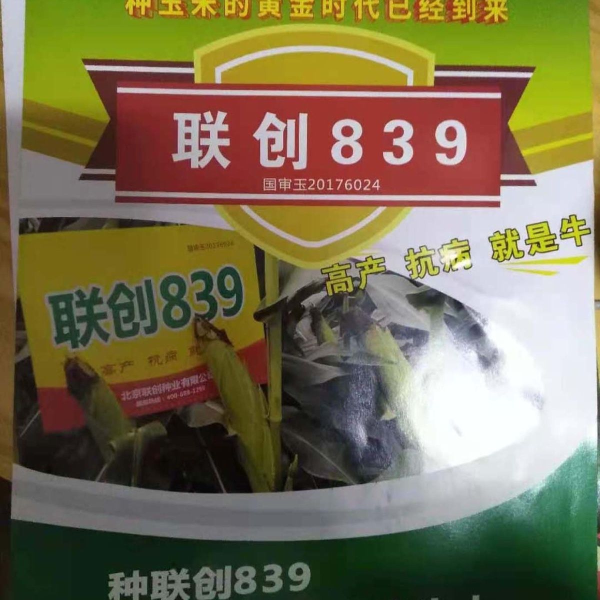 抗虫抗病联创839玉米种特大棒99轴细粒深抗锈病抗青枯病抗倒伏