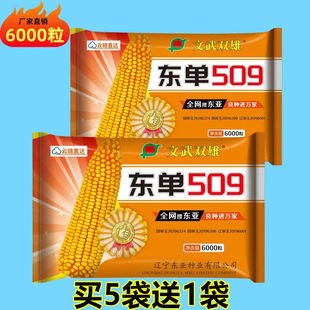 东亚东单509玉米种子密植苞米种耐密植抗旱抗涝抗倒伏 新版