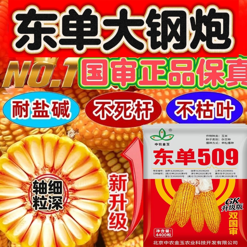 东单509高产玉米种优质矮杆紫皮大棒抗高温抗倒不秃尖不花粒