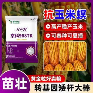 京科968TK【转基因】玉米种子大全高产大棒双胞胎矮杆抗倒苞米