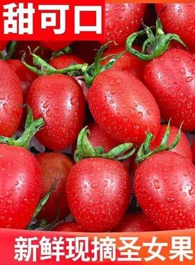 福建漳州红色圣女果5斤新鲜水果柿子自然熟西红柿樱桃小番茄蔬菜