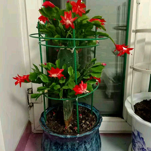 新款蟹爪莲嫁接伞型50厘米花架