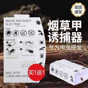 烟草甲虫诱捕器甲虫粘板除虫米虫净粮食EXPEST小飞虫烟甲虫信息素