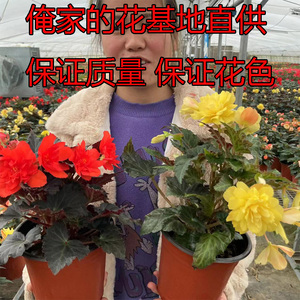 夫妻海棠花盆栽四季开花球根海棠带花发货观花植物阳台客厅耐寒热