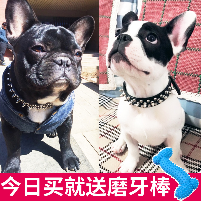 狗狗项圈中小型犬狗圈巴哥法斗