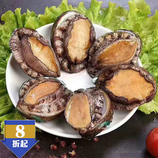 东山岛大鲍鱼自然生长海鲜鲍鱼五到十头装自家渔船捕捞产地直发