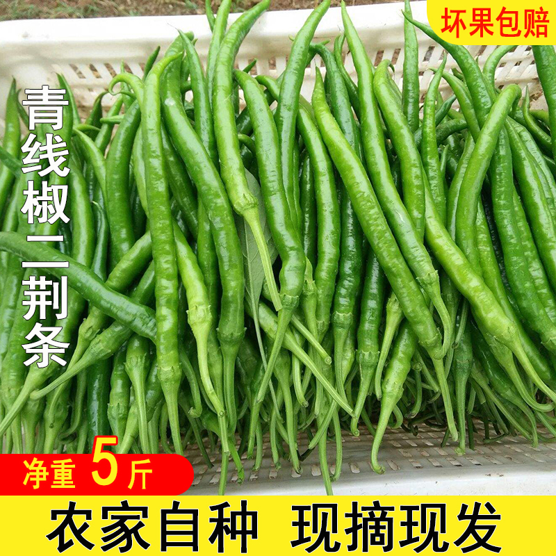 农家自种蔬菜鲜辣椒红二荆条小长