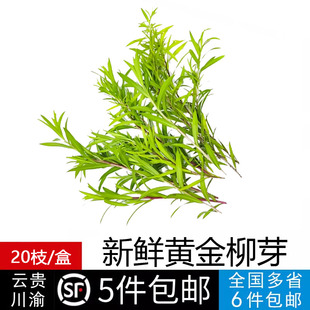 新鲜黄金柳条 芽酒店西餐日料烘焙柳芽花草摆盘装饰点缀 5件包邮