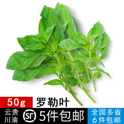 新鲜蔬菜罗勒叶 甜罗勒叶 欧罗 香料调料50g云贵川渝任搭5件包邮