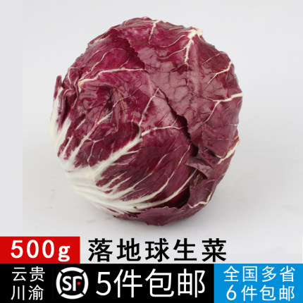 新鲜蔬菜落地球生菜紫苣红菊苣沙拉菜食材500g 5件包邮