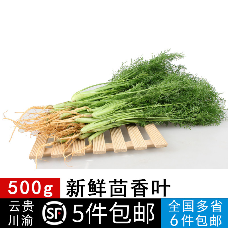新鲜茴香叶500g 刁草新鲜蔬菜  带根小茴香叶苗菜 饺子料 5件包邮