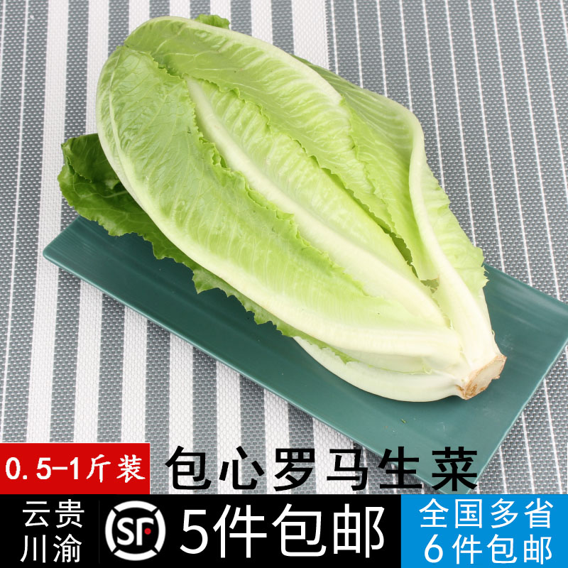 新鲜包心罗马生菜嫩食用罗纹生菜凯撒沙拉蔬菜500g五件顺丰包邮