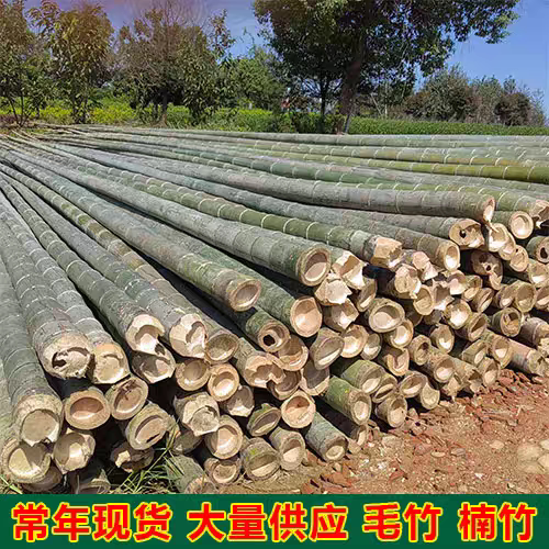 毛竹粗大毛竹3米4米5米6米楠竹竹