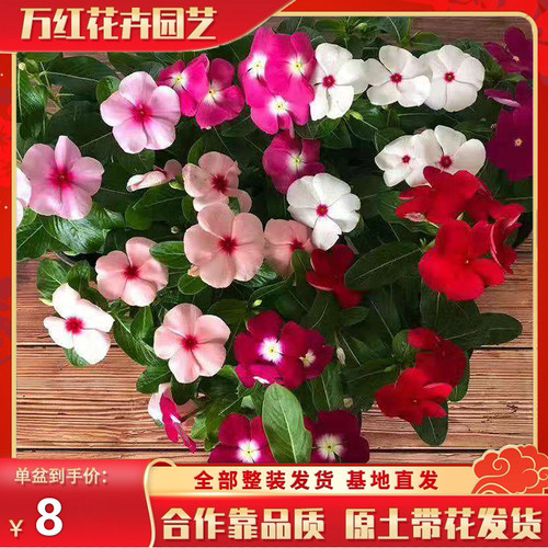 观花窗台盆栽四季天天开