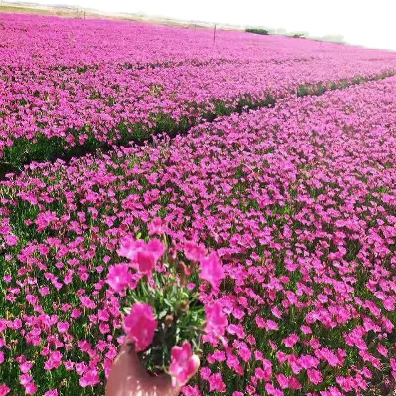 盆栽石竹花苗带花五彩庭院室外