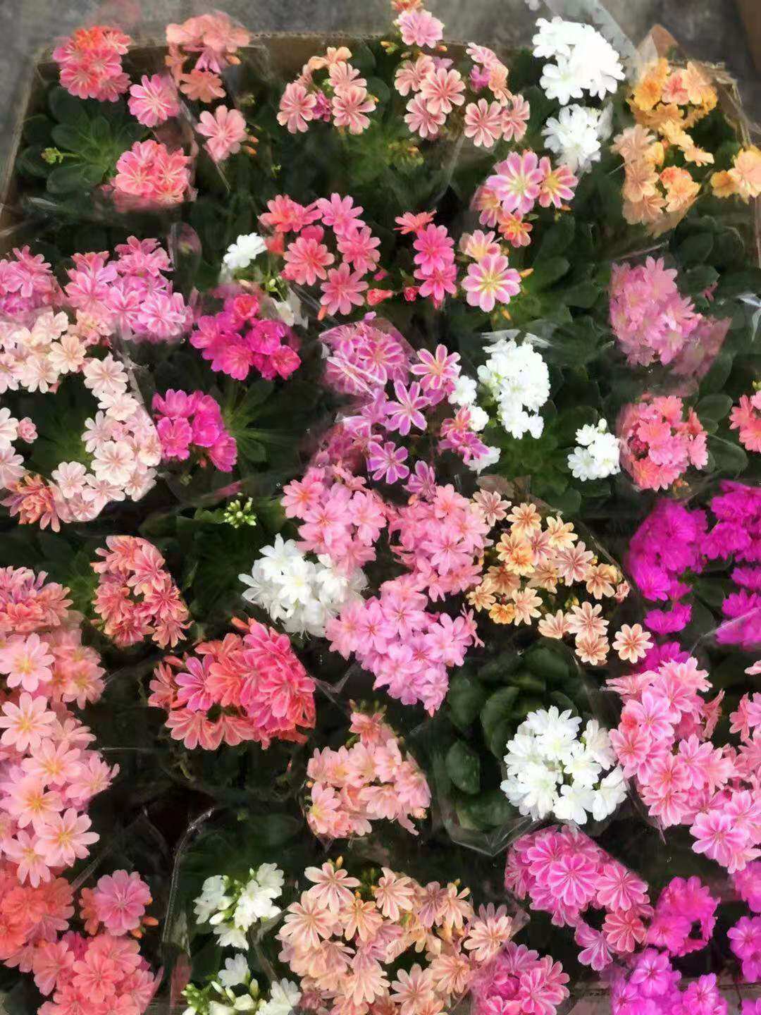 露薇花盆栽带花发货琉苇草花冬季春季花卉阳台开花观花植物 客厅