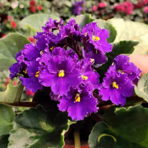 紫罗兰花卉植物特惠四季花紫罗兰